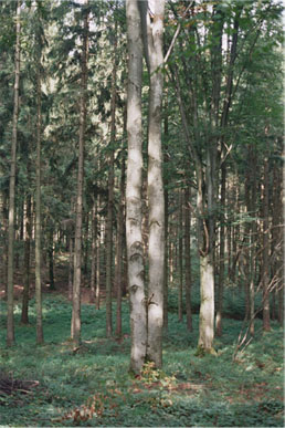 Vorschaubild: "zwei" - analog 2011